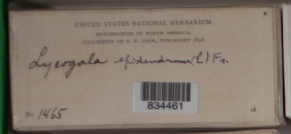 Reticulariaceae image